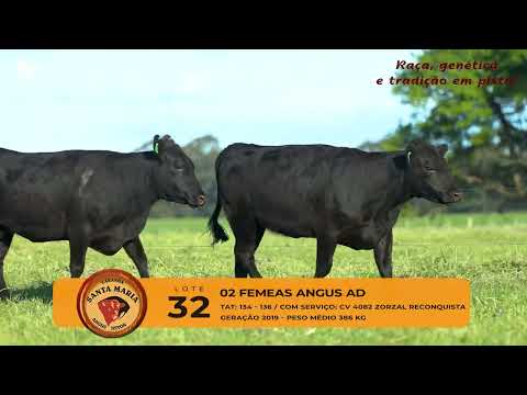 LOTE 32 - 2 FÊMEAS ANGUS AD