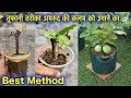 कब - कैसे उगाये अमरुद का पौधा कलम से | कैसे पाए ढेर सारे फल गमले में | Grow Guava Tree Branch In Pot