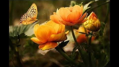 تلاوة جميلة رواية دوري الكسائي القارى جاسم الاميري القرآن الكريم