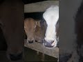 Como que é o amanhecer na fazenda