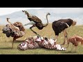 Leopards Are Unlucky When They Are Torn By Ostriches - Leopards VS Ostriches