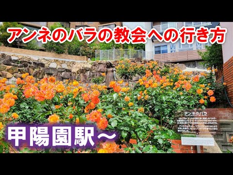 中之島 バラ 園 見頃 中之島 バラ 園 見頃