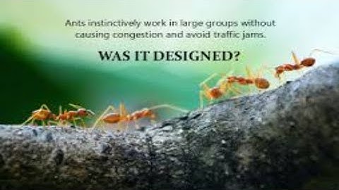 How Does Ants Avoid Traffic Jams