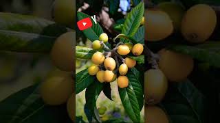 👉🌱 Para que SIRVEN LAS HOJAS DEL NÍSPERO