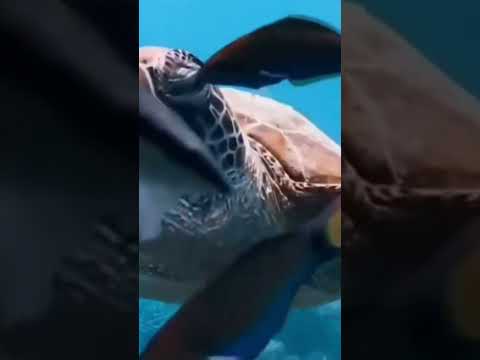 شاهد ماذا تأكل السلحفاة في أعماق البحر