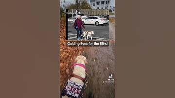 Meet my eyes, Marli #blind #visuallyimpaired #guidedog #seeingeyedog #servicedog