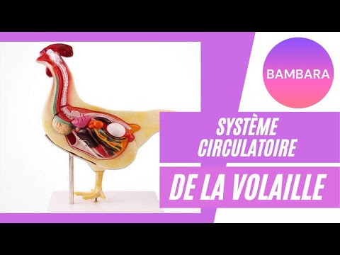 Systeme circulatoire de la volaille