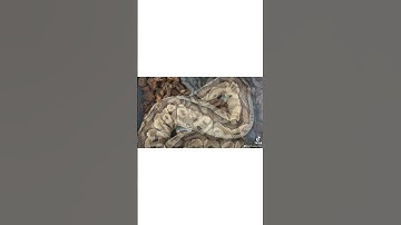 The next snakes to lay eggs! | High Desert Pythons