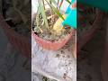 Best fertilizer for plants #gardening #viral #trending #shorts #fertilizer