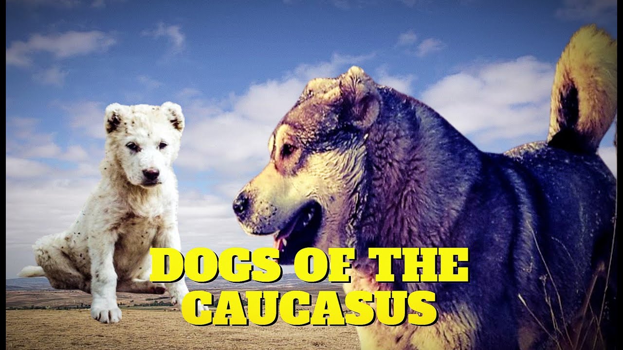 Собаки Кавказа - Кавказский Волкодав