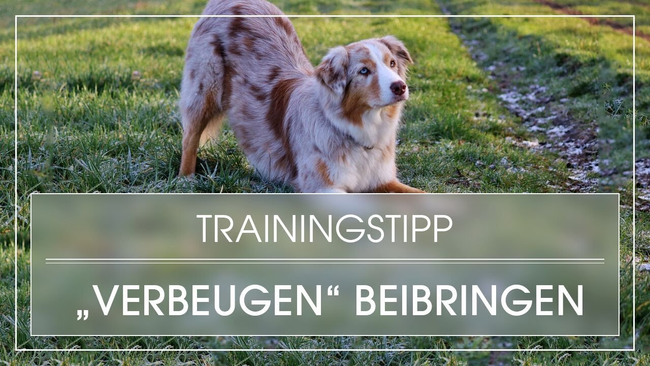Hundetrick Verbeugen beibringen Hund lernt Diener Hund Knicks