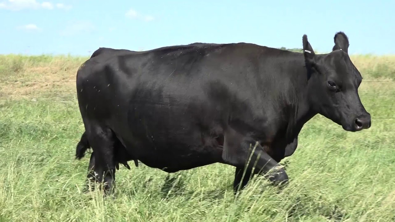 camera iphone 8 plus apk LOT 62