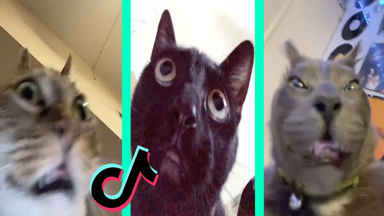 Fetch Me Their Souls Tiktok Cat Compilation - Youtube