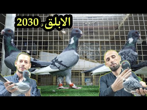 أجمل طيور بلاد الشام والحمام الشاميه الأصيلة مع المربي رائد نحاس