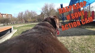 LABRADOR SONY ACTION CAM AND DOG ЛАБРАДОР ОФИГЕННЫЙ ЩЕНОК LABRADOR SONY ACTION CAM AND DOG ЛАБРАДОР ОФИГЕННЫЙ ЩЕНОК