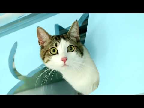 Video: Cat-Napping på uppgång i Storbritannien
