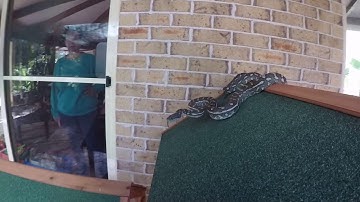 CARPET PYTHON IN TALLAI