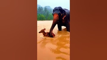 This Elephant Did Something NO ONE Expected… 😭🐘🌧️ #shorts