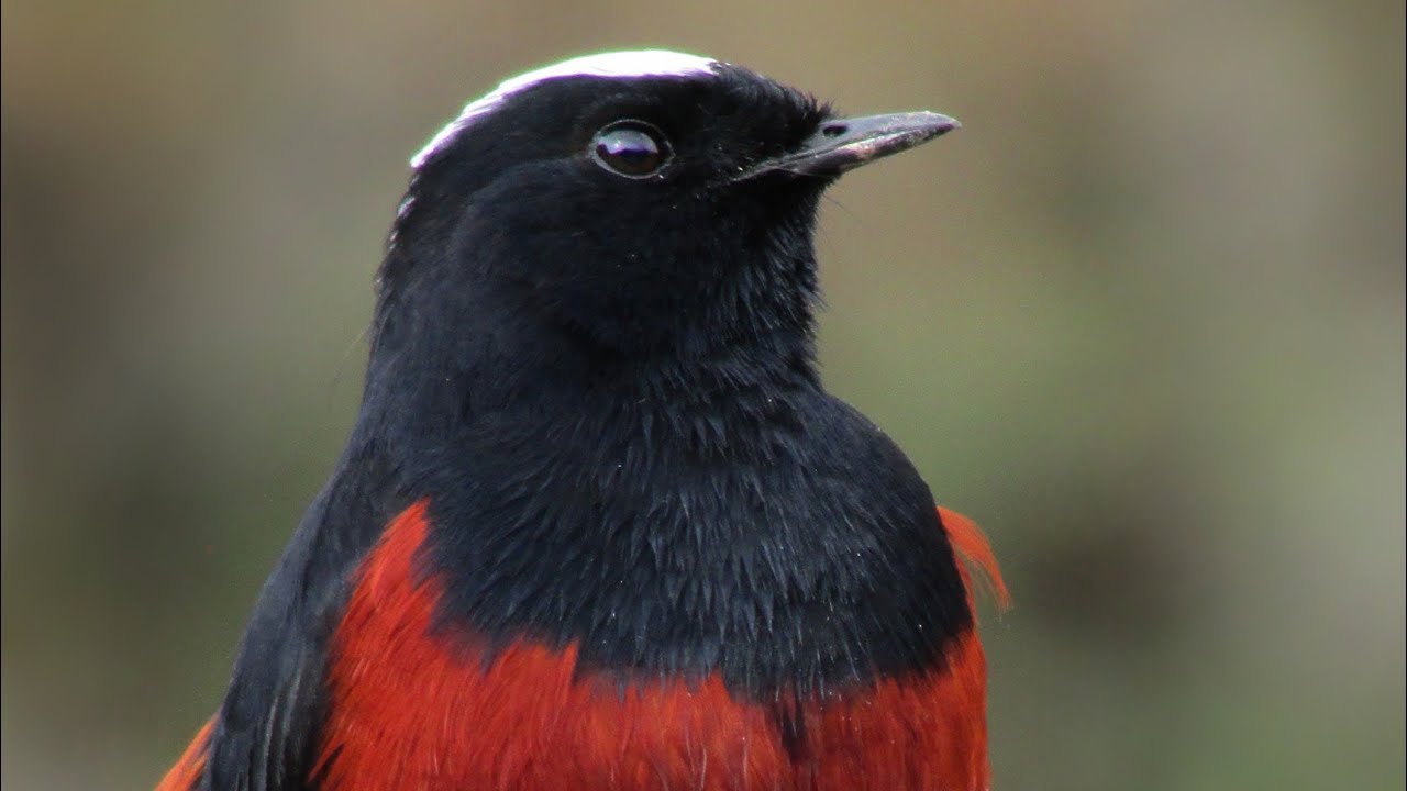 Birds of kashmir