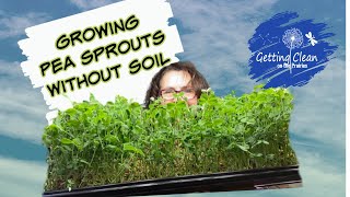 Growing Pea Sprouts without Soil - How to Grow Microgreens Indoors