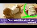 Flat Chested Kitten Syndrome - How to Treat?