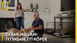 WILD | Cesar Millan: İyi İnsan, İyi Köpek | Yeni Sezon Cuma 20.00