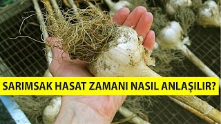 SARIMSAĞIN HASAT ZAMANI NASIL ANLAŞILIR ?