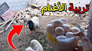 تربية الأغنام?/وجمع بيض الدجاج?