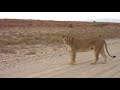 Lioness calling her four cubs in the Kalahari