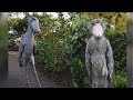 10 Animales Salvajes Que Nunca Habías Visto En Tu Vida
