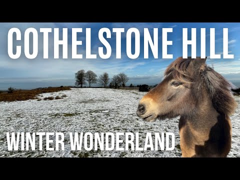 Cothelstone Hill Pony Paradise - in the snowy Quantock Hills, Somerset |