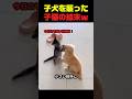 子犬にケンカを売った子猫の末路ｗ #子猫 #子犬 #猫動画 #犬と猫 #動物動画