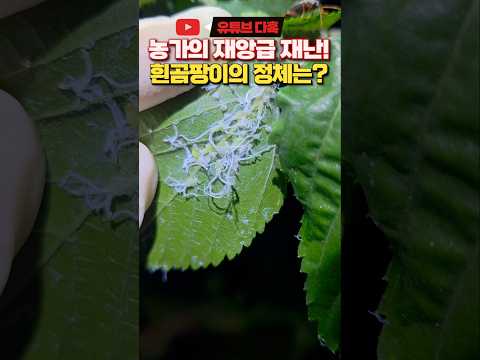 재앙 자체인 움직이는 <strong>하얀</strong> 곰팡이의 정체