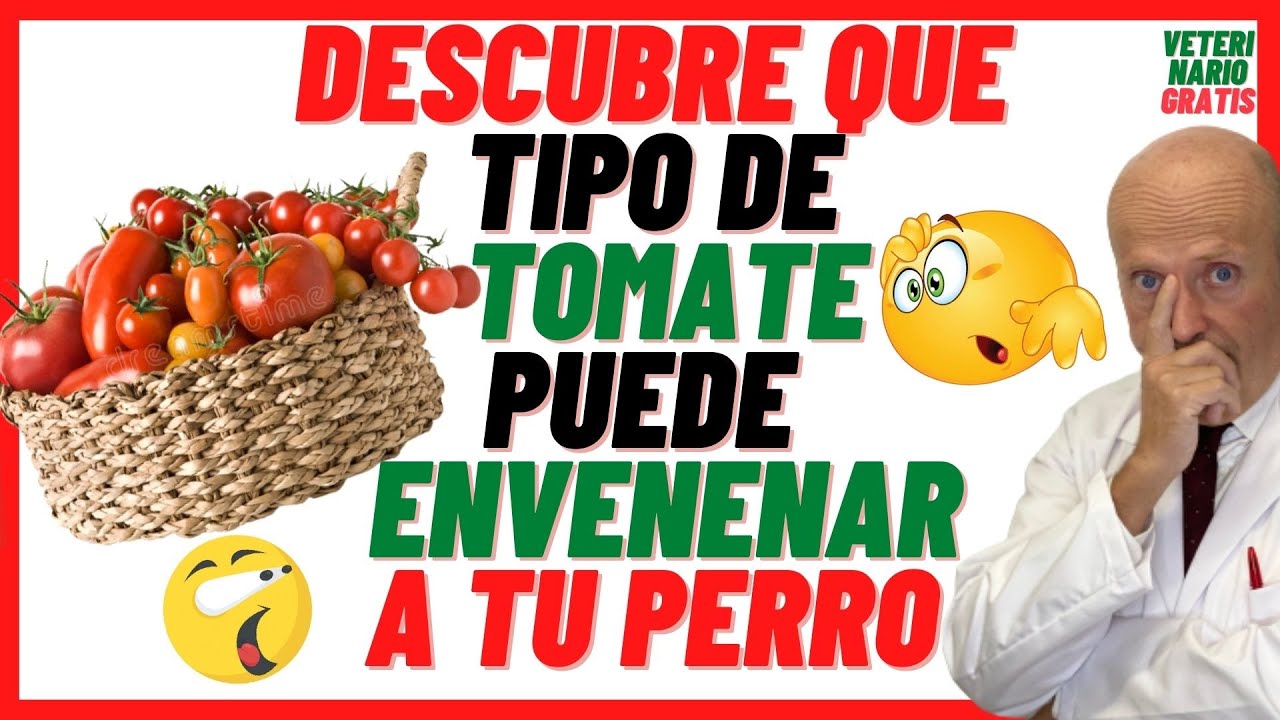 ⚠️ ¿LOS PERROS PUEDEN COMER TOMATE? ⚠️ (FRITO, VERDE, NATURAL) O ES