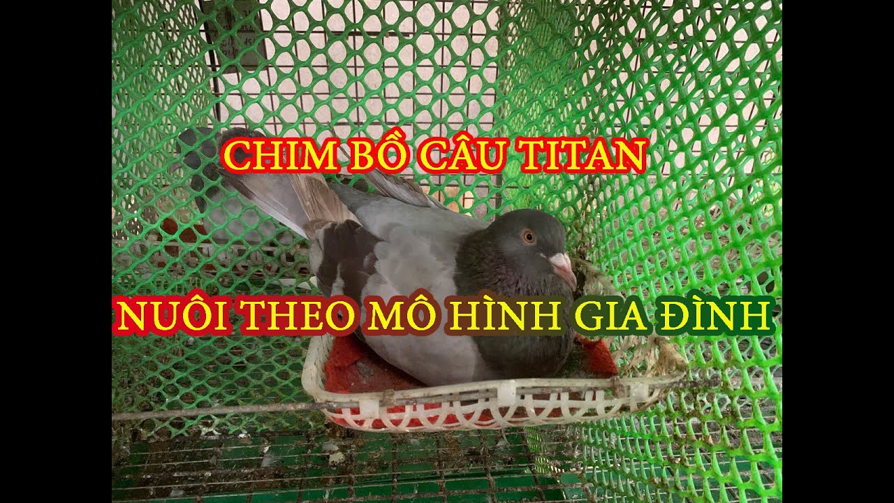 CHIM BỒ CÂU TITAN NUÔI THEO MÔ HÌNH GIA ĐÌNH ĐANG PHÁT TRIỂN MẠNH