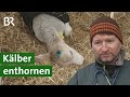 Rinder ohne hrner wie geht klber enthornen  unser land  br