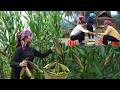 Linda Harvests Sticky Corn And Grills It To Sell – CEO Quang Helps Her Sell Corn By The Roadside