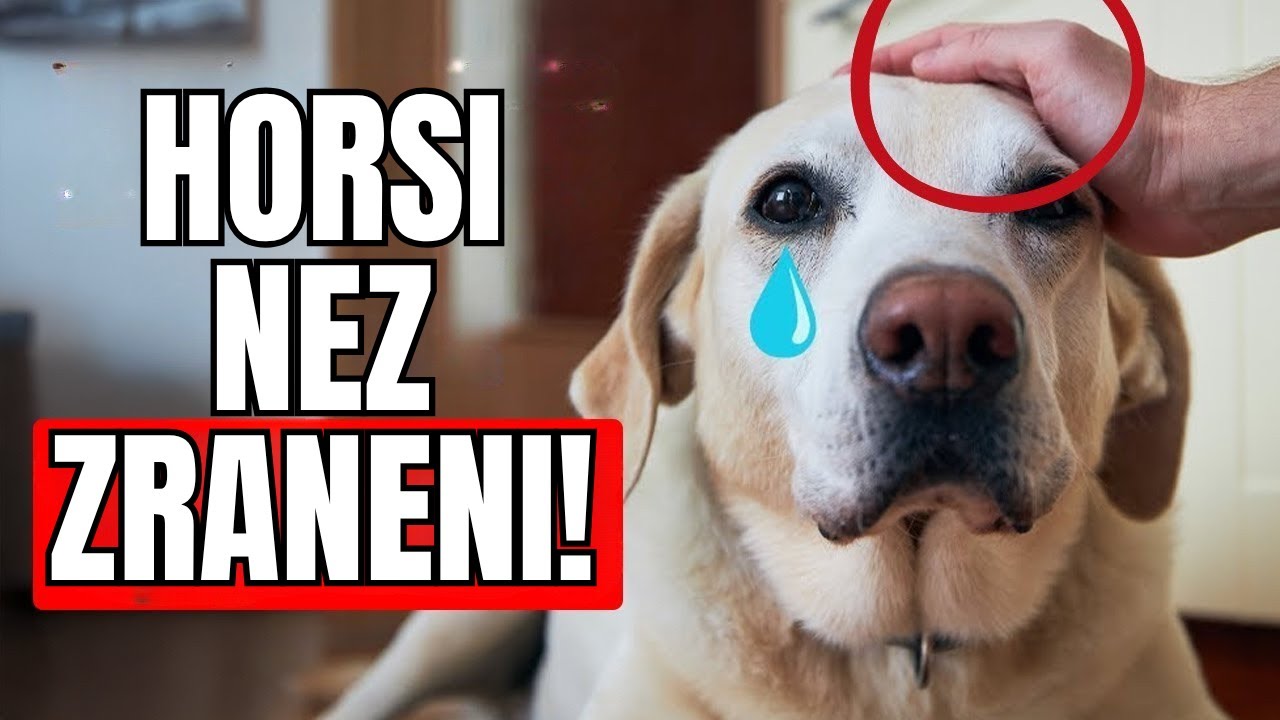 16 Věcí, Které MUSÍTE Přestat Dělat Svému Psovi!