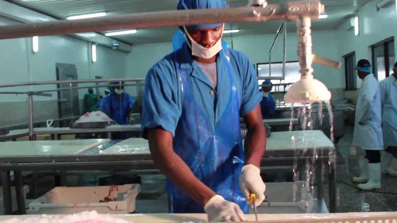 Lake Bounty Documentary On Nile Perch Processing Youtube