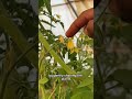 15 tomato soup recipe tomato plant growing Tomato S7367769490160995627