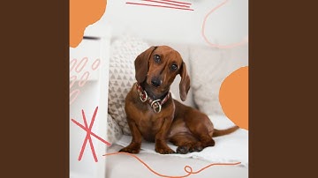 Pulsating Ambience for Well Behaved Doggies