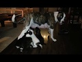 TOO CUTE...12 young puppy's playing with mother dog!