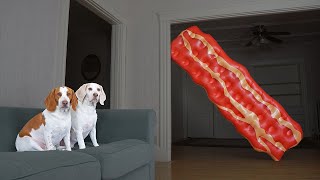 Dogs vs Talking Bacon Prank: Funny Dogs Maymo & Potpie vs Giant Bacon