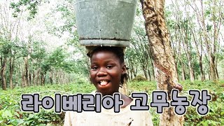 라이베리아 고무농장