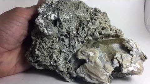 Fossil Calcite Clam Shell     Only found in Ft. Drum Florida. CS2