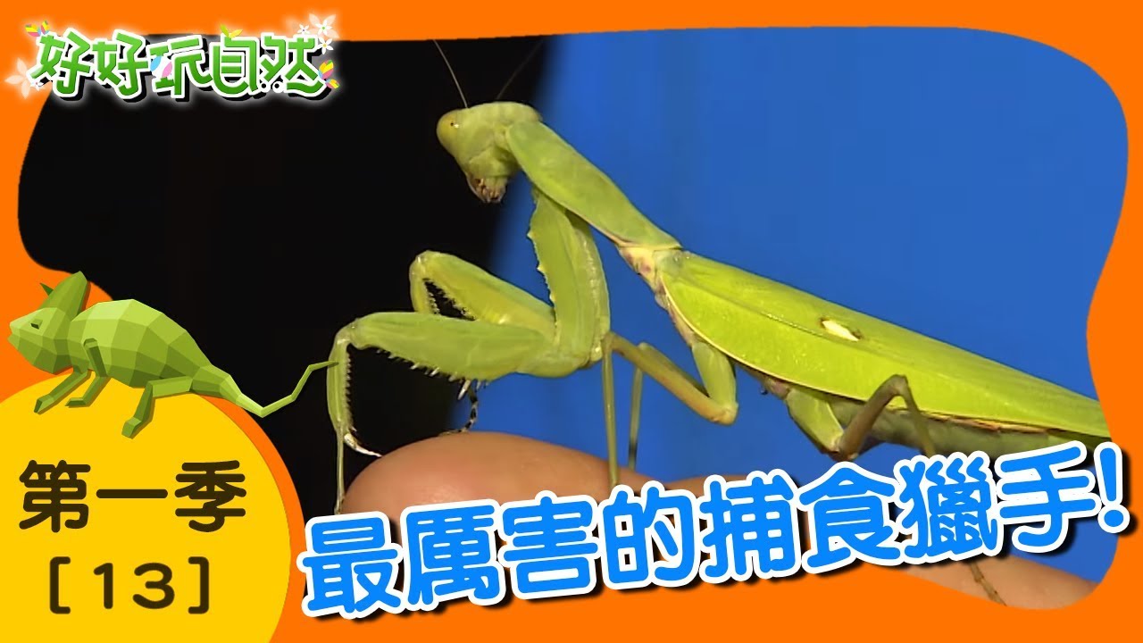 【好好玩自然】尖石黑金甲派對！鬼艷鍬形蟲 寬腹斧螳｜第13集_第ㄧ季｜新竹尖石鄉｜柳丁哥哥 熱血阿傑｜生態探索｜YOYO