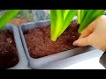 Сцилла перуанская -2 часть Scilla peruviana #сцилла #сциллаперуанская