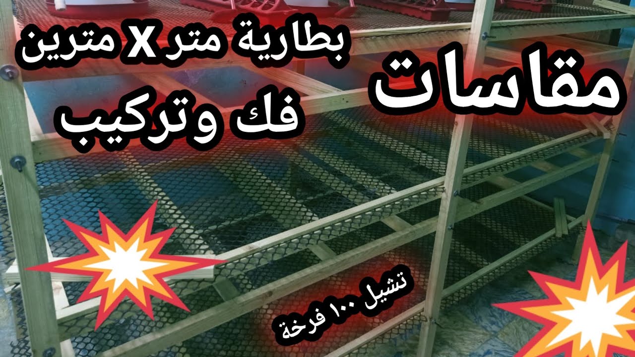 بطارية دواجن متر X مترين / ١٠٠ فرخة #تربية الدواجن #poultry