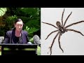 Venomous Spider Interrupts Press Conference