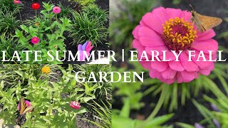 Dollar Tree Flower Seeds | Organic Flower Seeds | Growth Results #flowers #beforeandafter #garden